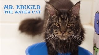 Maine coon cat loves water [upl. by Nayar203]