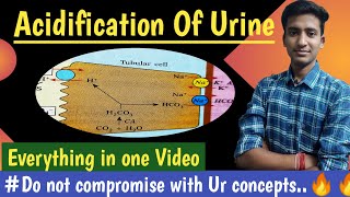 Acidification of urine Renal H Secretion  Renal Physiology  hindi  Ashish Agrawal [upl. by Selima121]