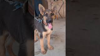 Ursi breed puppy in Afghanistan germanshepherd [upl. by Liponis708]