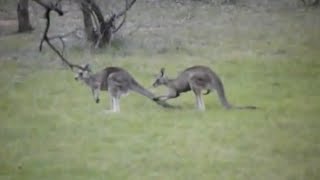 Aussie Kangaroo mating rituals [upl. by Bandur337]