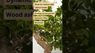 How to Revive an Old Lemon Tree Expert Tips [upl. by Mahla]