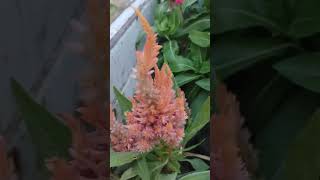 Celosia cristatagardenflowers gardening garden flowers nature [upl. by Aihsital]