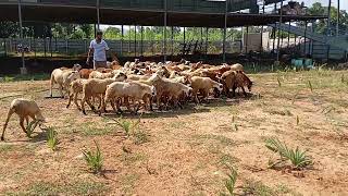 Sheep amp Goat Farm  routine  growth pest disease care  stage 1 sontiyam dated 13nov2024 [upl. by Silra]