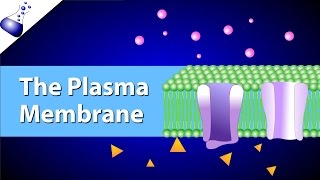 The Plasma Membrane and the Fluid Mosaic Model [upl. by Dazraf]