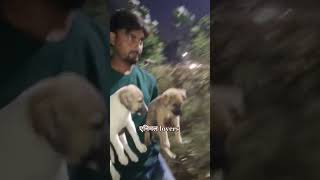 Ya Mere Malik tu sabka bhala kar 🙏🐕 Animal lovers shorts 🐕🐕🥀🥀🐕animal helper Lawrence bishnoi 🐕🐕🥀🌹 [upl. by Sherr333]