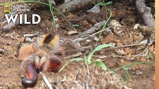 Camel Spider Captures Kills Millipede at ‘Warp Speed’  Nat Geo Wild [upl. by Nilrem]