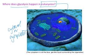 Glycolysis  Fermentation Dr Terrell [upl. by Ina]