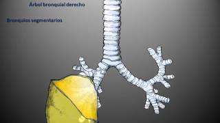 Segmentación bronquial [upl. by Yluj411]