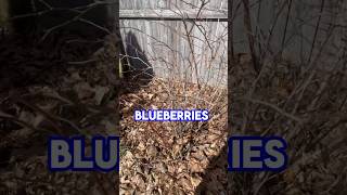 Blueberry Bush Pruning [upl. by Thin]