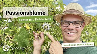 Passionsblume  exotische Kletterpflanze am Maschendraht  gardify Tipps [upl. by Nancie]