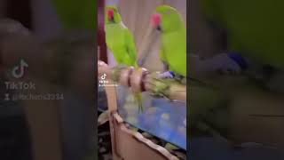 Parrot loving statusshortlikesubscribe our short [upl. by Sidonia]