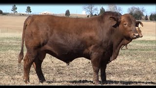 2018 OHOA Beefmaster Herdsire Video [upl. by Linden]