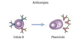 Mini aula  Anticorpos [upl. by Tadich]