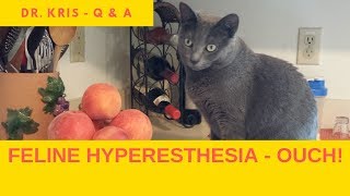 Why Feline Hyperesthesia is like Raiders of the Lost Ark [upl. by Audi]