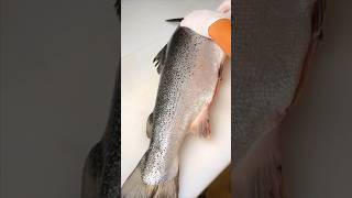 Salmon cutting salmon salmoncutting salmonsashimi asmr fish freshsalmon fishing r food [upl. by Dihaz]