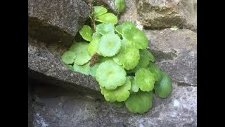 Pennywort Wall Pennywort Navelwort Penny Pies Umbilicus rupestris [upl. by Jairia]