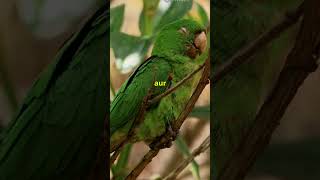 Kakapo parrot l🐦l🦜l knowledge facts [upl. by Secrest]