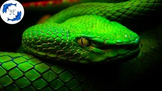 15 Most Venomous Animals on Earth [upl. by Eiclehc350]