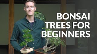 Bonsai trees for Beginners [upl. by Alper433]