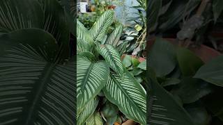 Calathea plant care tips🔥shortsvideo garderningtips flowers ytshorts trandingshorts [upl. by Kev213]