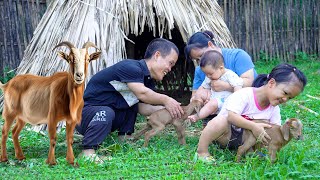 Dwarf family happy life Take care of goats giving birth harvesting beans  renovate the garden [upl. by Kristan]