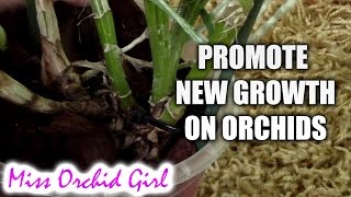 How to promote new growth on orchids  getting multiple leads on Cattleya orchids [upl. by Arihsay600]