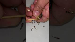 Auratus cichlid fish giving birth to 20 baby fish 🥰🐬 fish fishvideo [upl. by Heywood]