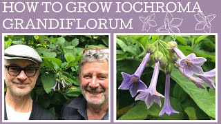 How to grow Iochroma grandiflorum A fabulous rare South American shrub thats very tough [upl. by Auqenaj]