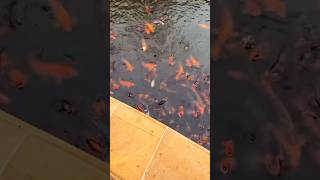 colour fish video farmhouse shorts fishfarming fish fishing [upl. by Silda]