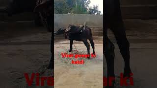 Virat gumar bull ki katdi [upl. by Niamrahc]