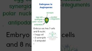 Embryosac in Angiosperms Egg cell Synergids and Antipodal Secondary Nuclei biologybloom [upl. by Danila651]