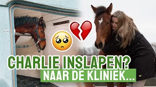 Moet Charlie worden ingeslapen 😢  Vlog 306 [upl. by Brookes]