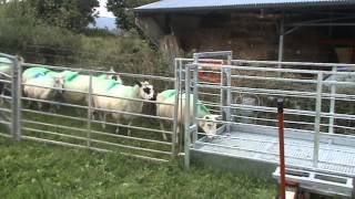 Prevent sheep lameness with new design footbath [upl. by Aniretac]