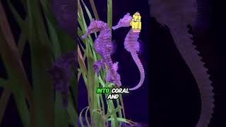 Penny Pencils Brain Boost ep29 seahorses ocean facts education learning marinelife [upl. by Zoa]