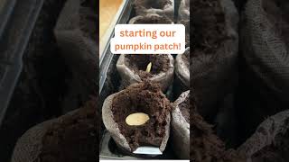 JIFFY PELLETS germinatingseeds shorts howto seeds [upl. by Franzoni]