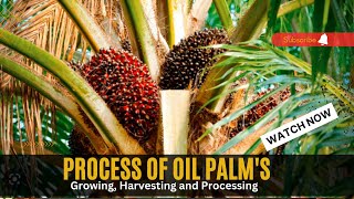 How Palm Oil Is Made In Factory  Palm Harvesting amp Processing Technology  Palm Oil Factory [upl. by Nork]