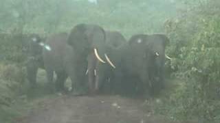 Elephant Encounter at Ngorongoro [upl. by Eenerb]