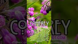 The Most Powerful Plants According to Witchcraft Comfrey [upl. by Evars]