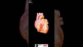 Heart Sounds biology cardiacmuscle science heartphysiology humanheartanatomy heart sounds [upl. by Annavoig]