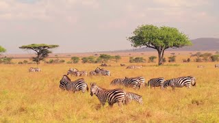 Wildlife Animals  Safari Moments  Forest  Free HD Videos  no copyright footages [upl. by Laehcor]