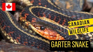 Slithering Wonders Garter Snakes of the Great North [upl. by Lasley]