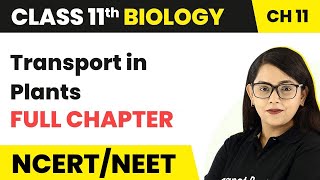 Transport in Plants  Full Chapter Explanation  Class 11 Biology Chapter 11 [upl. by Einre]