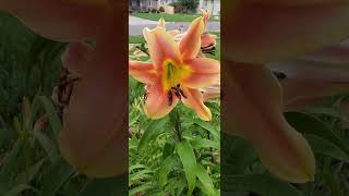 Tiger Lilies in the Rain A Splash of Orange flowers [upl. by Merilyn427]