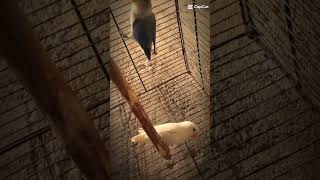 Love bird breeding progress 🥚 egg agai birds lovernaatcover song birdsongs cover arabic [upl. by Anirat]