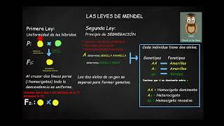 Leyes de Mendel 1 y 2 UNIFORMIDAD y SEGREGACIÓN de los ALELOS Biología Genética Secundaria [upl. by Swaine]