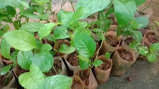 Plumbago zeylanica Ceylon leadwort Doctorbush വെള്ളക്കൊടുവേലി  തുമ്പക്കൊടുവേലി Medicinal Plant [upl. by Skelton]