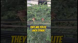 Myna birds respect each other shorts shortvideo birdsvuthy CH [upl. by Enoved]