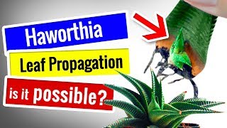 SUCCULENT PROPAGATION  Haworthia  POSSIBLE to Leaf Propagation [upl. by Anetsirhc615]