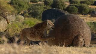 Smilodon playing with Doedicurus [upl. by Eltsirhc]