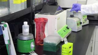 Legionella Aquadien Standard DNA Extraction Protocol [upl. by Nnahsal]